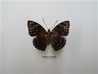 藏品(流星蛺蝶)的圖片